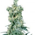 American Dream (Sensi Seeds)