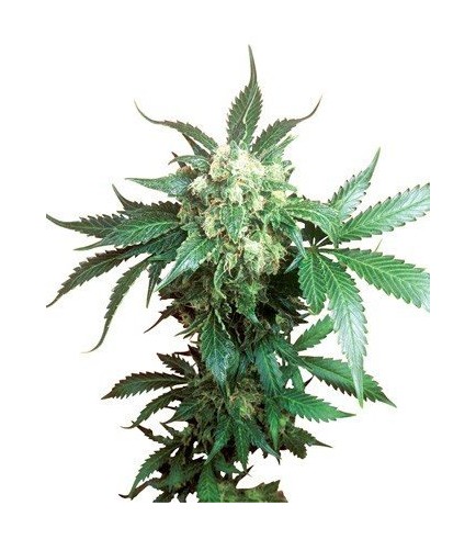 Black Domina (Sensi Seeds)