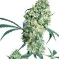 Ed Rosenthal Super Bud (Sensi Seeds)