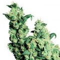 Jack Herer (Sensi Seeds)