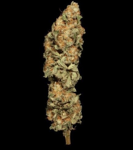 Allkush (Paradise Seeds)