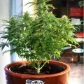 Auto Acid (Paradise Seeds)