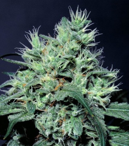 Dutch Dragon (Paradise Seeds)