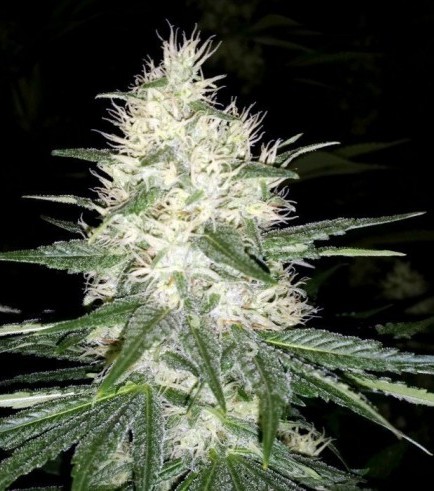 Dutch Kush (Paradise Seeds)