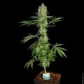 Ice Cream (Paradise Seeds)