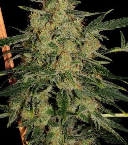 Nebula II CBD (Paradise Seeds)