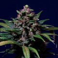 Sweet Purple (Paradise Seeds)