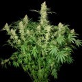 Wappa (Paradise Seeds)