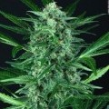 Auto Wappa (Paradise Seeds)