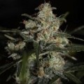 Auto Whiteberry (Paradise Seeds)