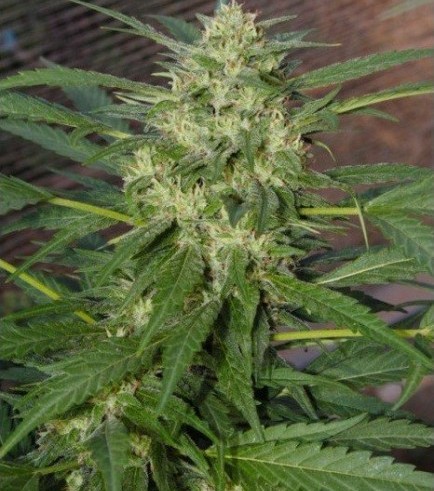 Pandora (Paradise Seeds)