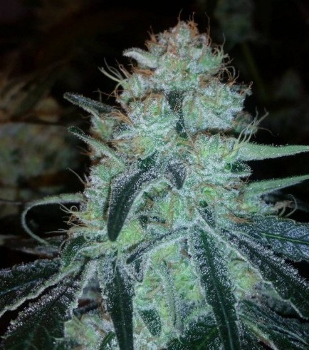 Chronic Thunder (Barney's Farm)