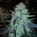 Chronic Thunder (Barney's Farm)