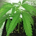 Dr. Grinspoon (Barney's Farm)