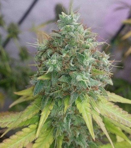 G13 Haze (Barney's Farm)