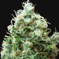 Phatt Fruity (Barney's Farm)