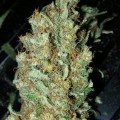 Red Dragon (Barney's Farm)