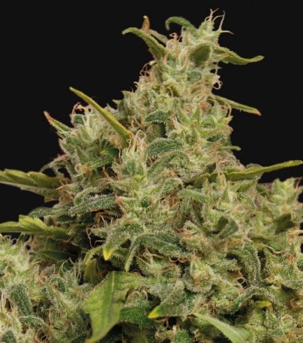 Sweet Tooth (Barney's Farm)