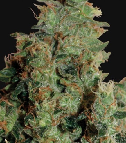 Tangerine Dream (Barney's Farm)