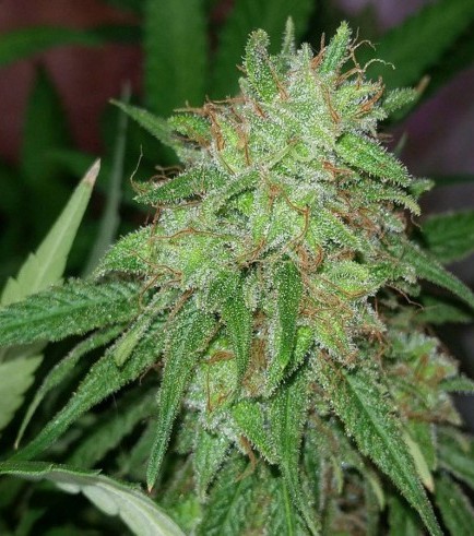 Tangerine Dream (Barney's Farm)