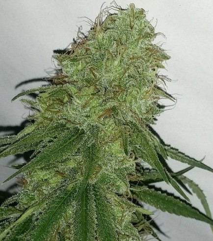 Tangerine Dream (Barney's Farm)