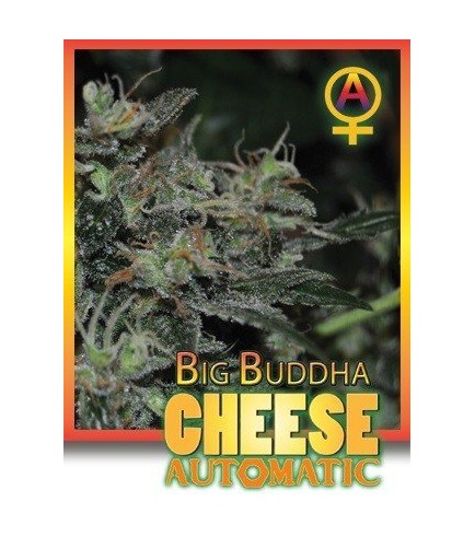 Big Buddha Cheese Automatica (Big Buddha Seeds)