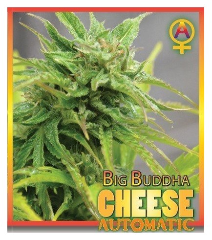 Big Buddha Cheese Automatica (Big Buddha Seeds)