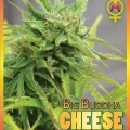 Big Buddha Cheese Automatica (Big Buddha Seeds)