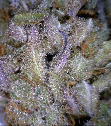 CBD Critical Mass (CBD Crew)