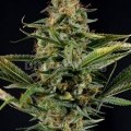 Amnesia Kush (Dinafem)