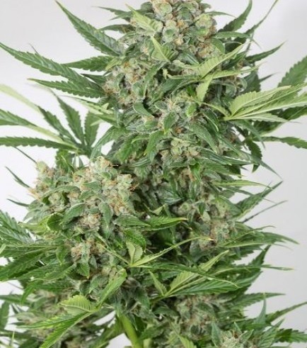 Amnesia XXL Autofiorente (Dinafem)