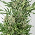 Amnesia XXL Autofiorente (Dinafem)