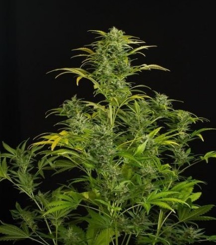 Blue Amnesia XXL Autofiorente (Dinafem)