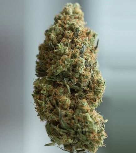 Blue Kush Autofiorente (Dinafem)