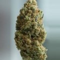 Blue Kush Autofiorente (Dinafem)