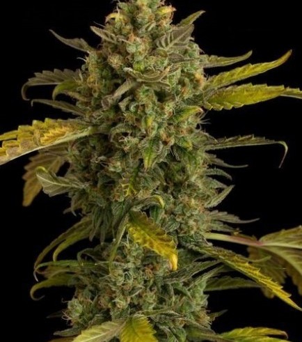 Blue Kush Autofiorente (Dinafem)