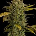 Blue Kush Autofiorente (Dinafem)