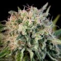 Critical Jack (Dinafem)