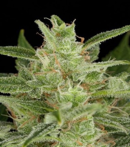 Critical Jack Autofiorente (Dinafem)
