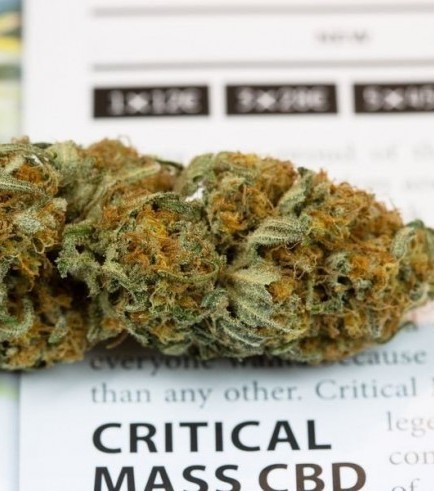 Critical Mass CBD (Dinafem)