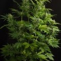 Haze XXL Autofiorente (Dinafem)