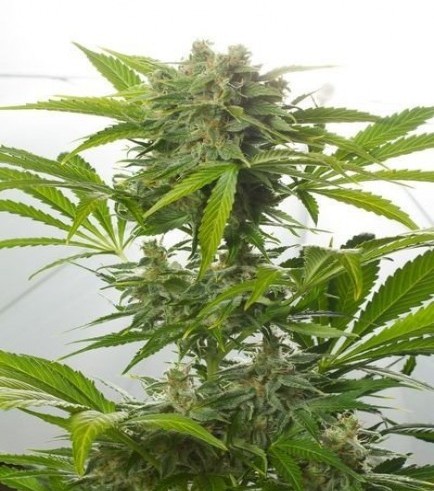 Haze XXL Autofiorente (Dinafem)