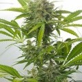 Haze XXL Autofiorente (Dinafem)