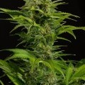 Haze XXL Autofiorente (Dinafem)