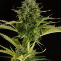 Kush-N-Cheese Autofiorente (Dinafem)