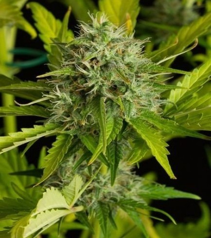 Kush-N-Cheese Autofiorente (Dinafem)