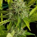 Kush-N-Cheese Autofiorente (Dinafem)