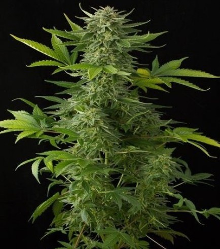 Moby Dick Autofiorente (Dinafem)