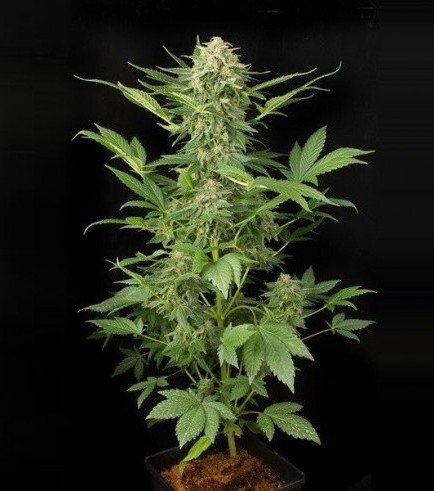 Moby Dick Autofiorente (Dinafem)