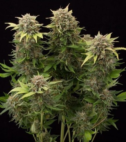 Moby Dick Autofiorente (Dinafem)